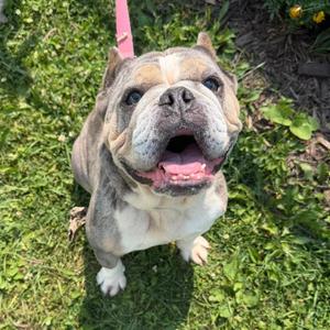 Skye, Mixed Breed, adult, available for adoption