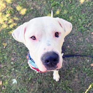 Big Mac, Mixed Breed (Large), adult, available for adoption