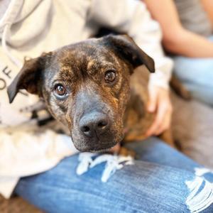 Nesta, Mixed Breed, adult, available for adoption