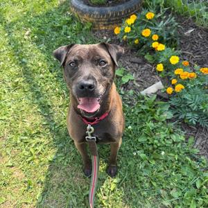 Hailey, Mixed Breed, senior, available for adoption