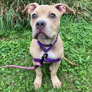 Rosa, Mixed Breed (Medium), available for adoption