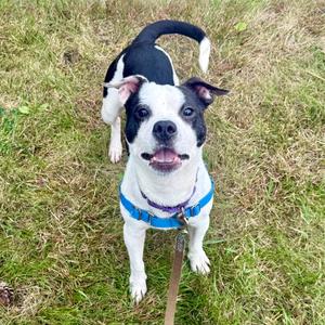 Reid - no longer accepting applications, Mixed Breed (Small), adult, available for adoption