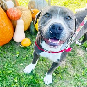 Gordie, Mixed Breed (Large), adult, available for adoption