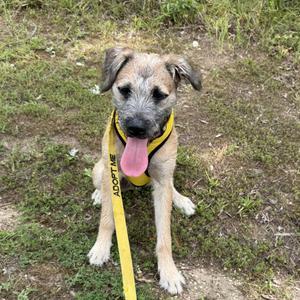 A dog with a yellow harness and leash, sitting on grass.