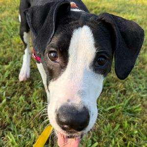 Jubilee, Mixed Breed (Medium), young, available for adoption