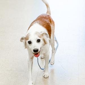 A brown and white dog walking on a leash