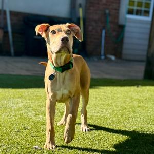 Forrest, Hound, puppy, available for adoption