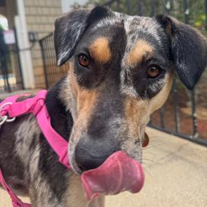 Aailya, Catahoula Leopard Dog, adult, available for adoption