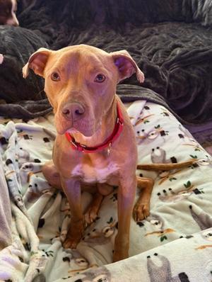 Max *In Foster*, Mixed Breed, adult, available for adoption