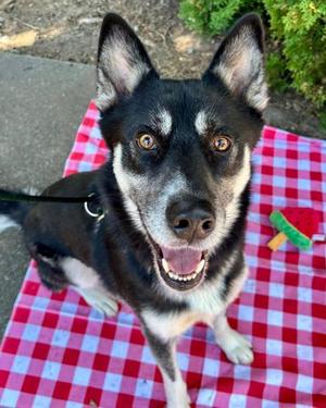 Lobo, Mixed Breed, adult, available for adoption