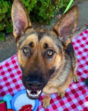 Lionel, German Shepherd Dog Mix, young, available for adoption
