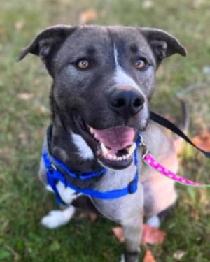 Spud, Labrador Retriever Mix, adult, available for adoption