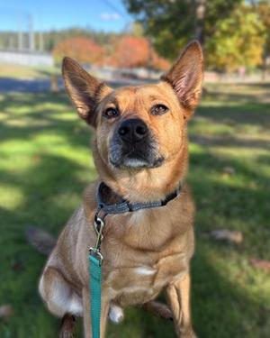 A brown dog with perked ears and a black nose, wearing a blue collar and leash, sitting on a grassy field with trees in the background.