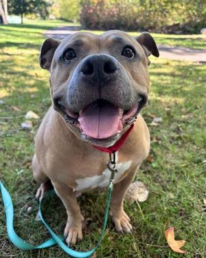 Mabel, Mixed Breed, adult, available for adoption