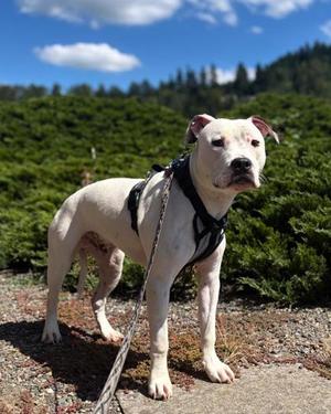 Diego, Pit Bull Terrier Mix, young, available for adoption
