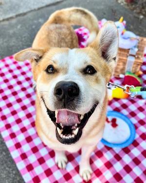 Boog, Mixed Breed, adult, available for adoption