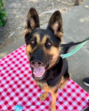 Moose, Mixed Breed, adult, available for adoption