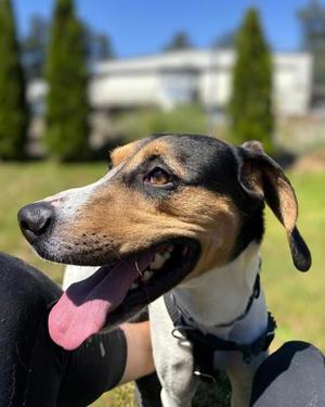 Dexter, Mixed Breed, adult, available for adoption