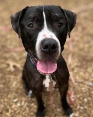 Dyson, Mixed Breed, adult, available for adoption