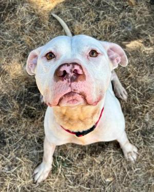 Zeus *Sponsored*, American Pit Bull Terrier Mix, adult, available for adoption