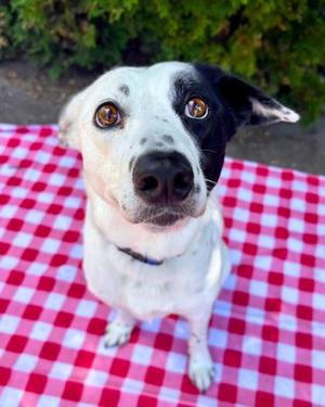 Doug, Border Collie Mix, adult, available for adoption