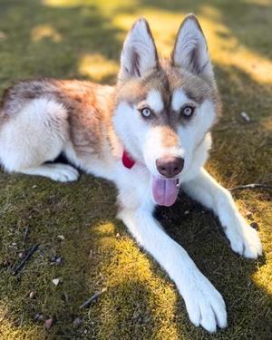 Mango, Alaskan Husky Mix, adult, available for adoption