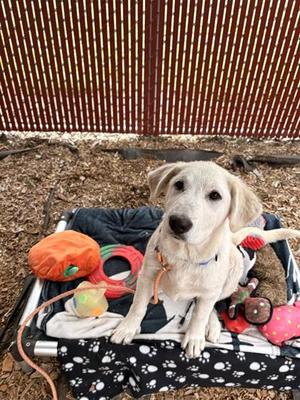 Buffy, Anatolian Shepherd and Golden Retriever, puppy, available for adoption