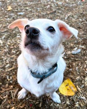 Mellow, Mixed Breed, senior, available for adoption