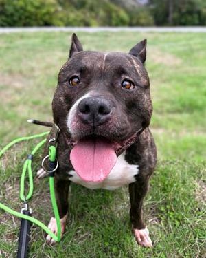 Knox, American Staffordshire Terrier Mix, senior, available for adoption