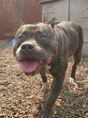 A brown and black brindle pit bull terrier with a happy expression, standing on a bed of wood chips.