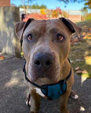 Waldo *Sponsored*, American Pit Bull Terrier Mix, adult, available for adoption