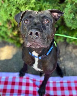 Rango *Sponsored*, American Pit Bull Terrier Mix, adult, available for adoption
