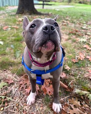 Petunia *In Foster*, Mixed Breed, senior, available for adoption