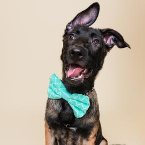 A black and brown dog wearing a green bow tie, sitting and looking up with its ears perked up.