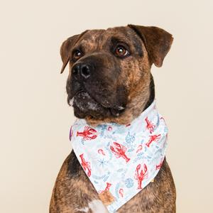 A brown and black dog wearing a bandana with a lobster pattern.