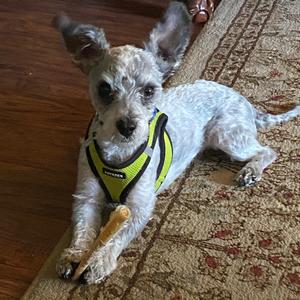 Yeti, Terrier, West Highland White Westie, adult, available for adoption