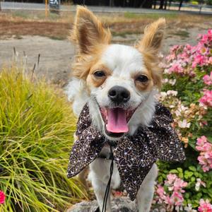 Falcor, Mixed Breed (Small), adult, available for adoption