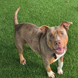 A brown and white dog standing on green grass, looking up with its mouth open and tongue out.