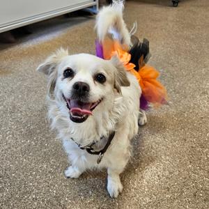 A small white dog wearing a colorful Halloween costume with orange and purple feathers, standing on a carpeted floor.