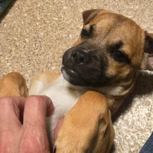Cinnamon, Mixed Breed (Small), puppy, available for adoption