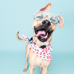 A dog wearing sunglasses and a bandana
