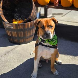 Moose, Mixed Breed (Medium), young, available for adoption