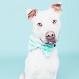 A white dog with a light blue bandana on its neck, looking directly at the camera against a light blue background.