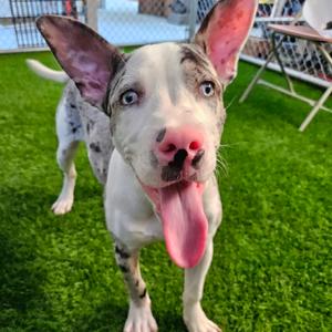 Dippin Dot, Mixed Breed (Medium), young, available for adoption