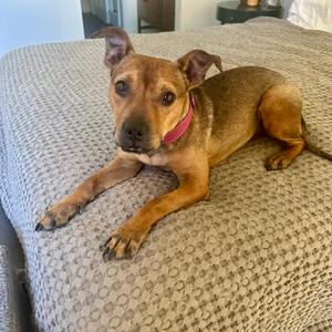 Santee - In Foster, Mixed Breed (Medium), adult, available for adoption