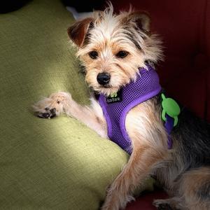 Mr. Pepper, Terrier, Silky, adult, available for adoption