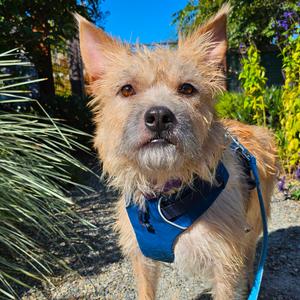 Samwise, Mixed Breed (Small), adult, available for adoption