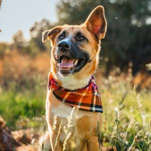 Stevie Nicks, Mixed Breed (Medium), adult, available for adoption