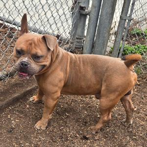 Kronker, Mixed Breed (Medium), adult, available for adoption