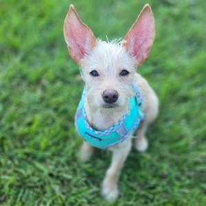 A small white dog with large ears wearing a blue harness, standing on green grass.